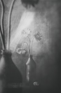 Blommor i mjukt ljus
