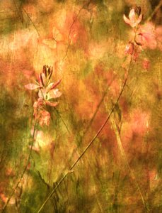 Varma höstblommor av Delphine Devos