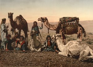 Camels Halting in the Desert, Holy Land, c.1890 (fotomekaniskt tryck) av Detroit Photographic Co.