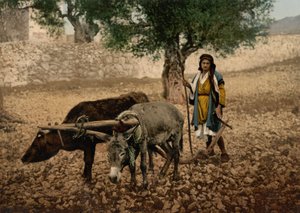 Infödd i Palestina som arbetar med en oxe och en åsna, Heliga landet, c.1890-c.1900 (fotokromtryck)
