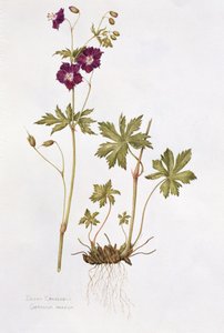Dusky Cranesbill (wc på papper) av Diana Everett