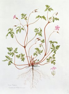 Herb Robert (wc på papper) av Diana Everett