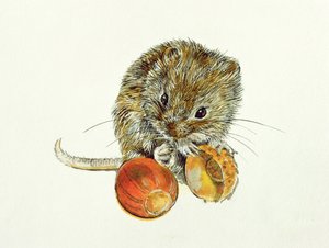 Sork med en ekollon