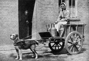 En belgisk mjölkkvinna på sin morgonrunda, Belgien, 1922. av Donald McLeish