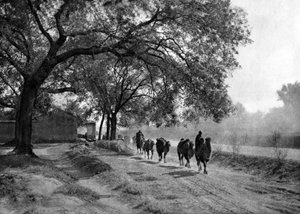 Kamelkaravan, Peking