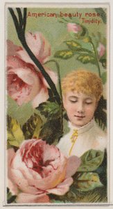 American Beauty Rose: Timidity, från serien Floral Beauties and Language of Flowers N..., 1892.