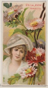 China Aster: Mångsidighet, från serien Floral Beauties and Language of Flowers N75 fo..., 1892.
