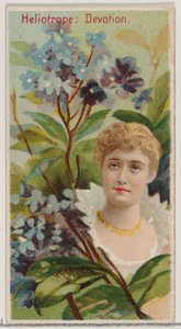 Heliotrope: Devotion, från serien Floral Beauties and Language of Flowers N75 för Du..., 1892.