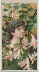 Honeysuckle: Fidelity, från serien Floral Beauties and Language of Flowers N75 för D..., 1892.