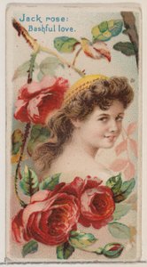 Jack Rose: Bashful Love, från serien Floral Beauties and Language of Flowers N75 för..., 1892.