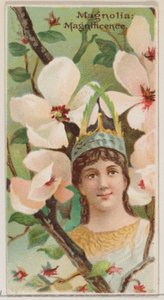 Magnolia: Magnificence, från serien Floral Beauties and Language of Flowers N75 för ..., 1892. av Donaldson Brothers