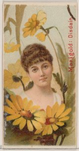 Marigold: Disdain, från serien Floral Beauties and Language of Flowers N75 för Duke ..., 1892. av Donaldson Brothers