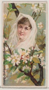 Orange Blossom: Maidenly Reserve, från serien Floral Beauties and Language of Flowers ..., 1892.