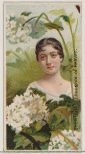 Snowball: Thoughts of Heaven, från serien Floral Beauties and Language of Flowers N75..., 1892. av Donaldson Brothers