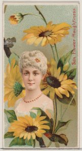 Sunflower: Haughtiness, från serien Floral Beauties and Language of Flowers N75 för ..., 1892.