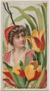 Tulip: A Declaration of Love, från serien Floral Beauties and Language of Flowers N75..., 1892. av Donaldson Brothers