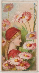 Wild English Daisy: Daintiness, från serien Floral Beauties and Language of Flowers N..., 1892.