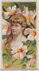 Wild Rose: Poetry, från serien Floral Beauties and Language of Flowers N75 för Duke ..., 1892.