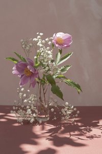 Rosa pioner i mjukt ljus av Donatella Basso