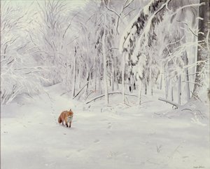 Räv i djup snö