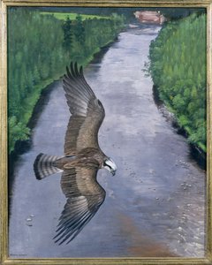 Osprey Fiske