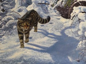Scottish Wild Cat (olja på duk)