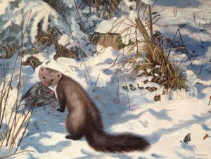 Stenmård i snön (olja på duk) av Douglas Anderson