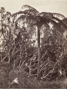 Trädormbunke, 1863.
