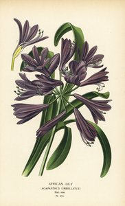 Afrikansk lilja, Agapanthus africanus (Agapanthus umbellatus). Kromolitografi från en illustration av Desire Bois från Edward Step