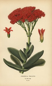 Flygplansväxt, Crassula perfoliata var. käken. av Désiré Georges Jean Marie Bois