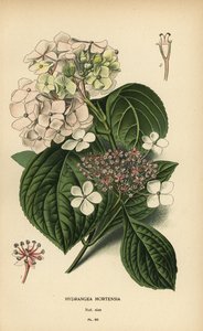 Storbladshortensia, Hydrangea macrophylla. av Désiré Georges Jean Marie Bois