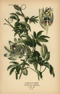 Blå passionsblomma, Passiflora caerulea. av Désiré Georges Jean Marie Bois
