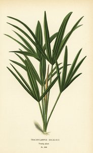 Bredbladig dampalm eller bambupalm, Rhapis excelsa (Trachycarpus excelsus). Kromolitografi från en illustration av Desire Bois från Edward Step