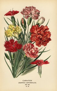 Nejlika, Dianthus caryophyllus. av Désiré Georges Jean Marie Bois