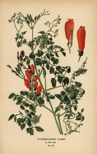 Chilensk glansblomma, Eccremocarpus scaber. av Désiré Georges Jean Marie Bois