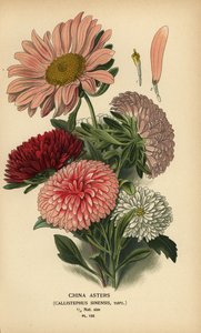 Kina aster sorter, Callistephus x sinensis. av Désiré Georges Jean Marie Bois