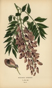 Kinesisk blåregn, Wisteria sinensis. av Désiré Georges Jean Marie Bois