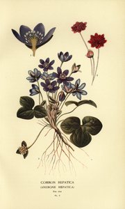 Vanlig hepatika, Anemone hepatica. av Désiré Georges Jean Marie Bois