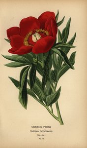 Vanlig pion, Paeonia officinalis. av Désiré Georges Jean Marie Bois