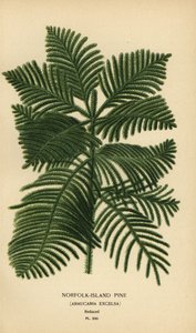 Kok tall, Araucaria columnaris. (Norfolköns tall, Araucaria excelsa). Kromolitografi från en illustration av Desire Bois från Edward Step