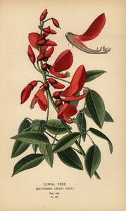 Korallträd, Erythrina crista-galli. av Désiré Georges Jean Marie Bois