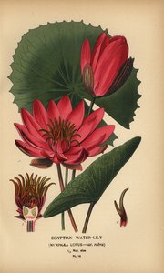 Egyptisk näckros, Nymphaea lotus. av Désiré Georges Jean Marie Bois