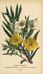 Kvällsnattljus. av Désiré Georges Jean Marie Bois