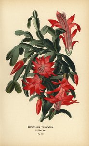 Falsk julkaktus, Schlumbergera truncata.