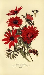 Flamsippor, Anemone hortensis. av Désiré Georges Jean Marie Bois
