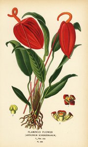 Flamingoblomma, Anthurium scherzerianum. Kromolitografi från en illustration av Desire Bois från Edward Step