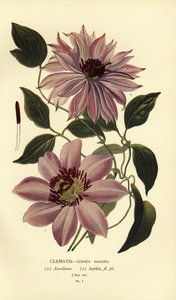 Trädgårdsvarianter av klematis. av Désiré Georges Jean Marie Bois