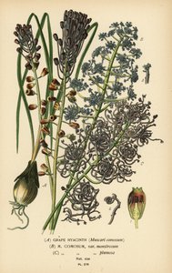 Druvhyacint, Leopoldia comosa (Muscari comosum, var. monstrosum, var. plumosa). Kromolitografi från en illustration av Desire Bois från Edward Step