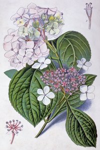 Hortensia, tidigt 1900-tal (illustration) av Désiré Georges Jean Marie Bois