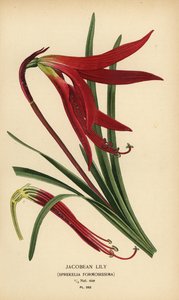 Jakobslilja, Sprekelia formosissima. Kromolitografi från en illustration av Desire Bois från Edward Step